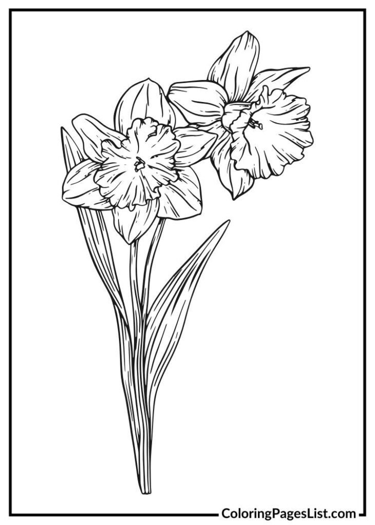 Simple Daffodil coloring page