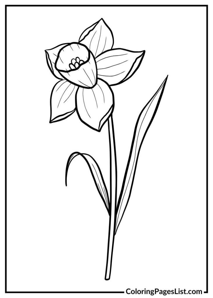 Daffodil coloring sheet for kids