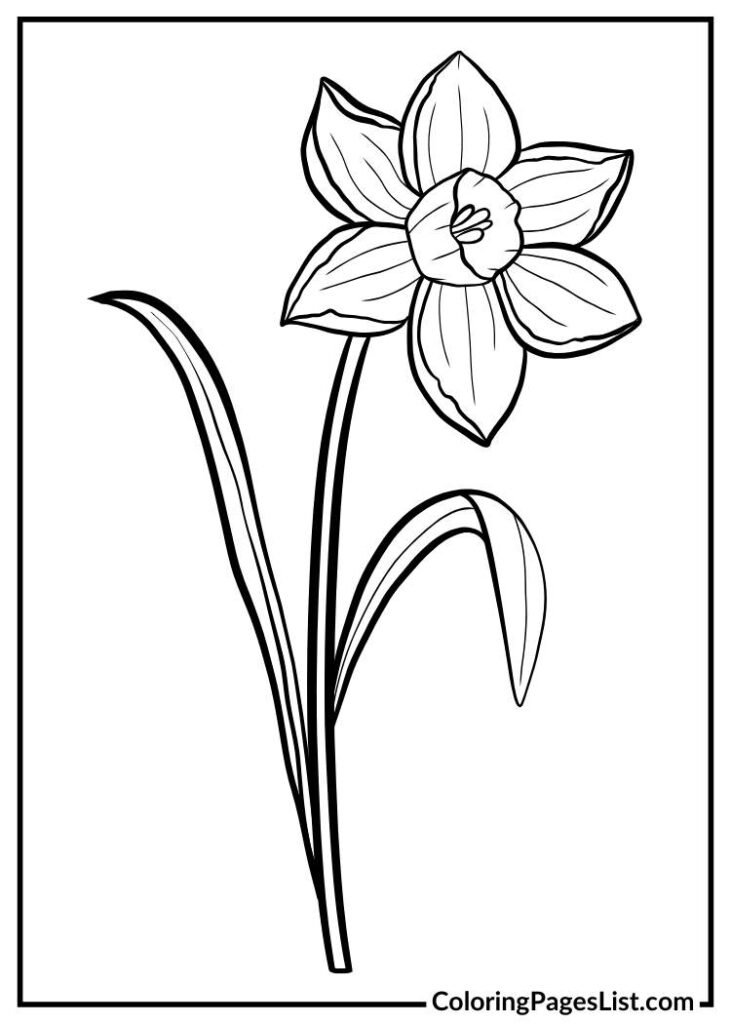 Daffodil coloring sheet