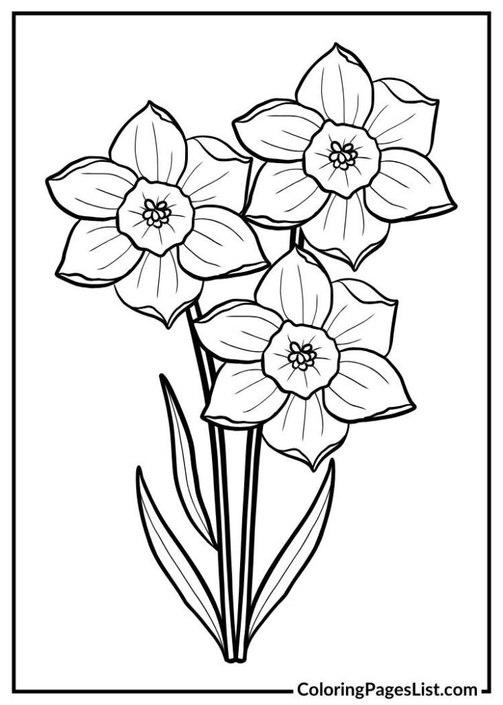 Daffodil Line Drawing