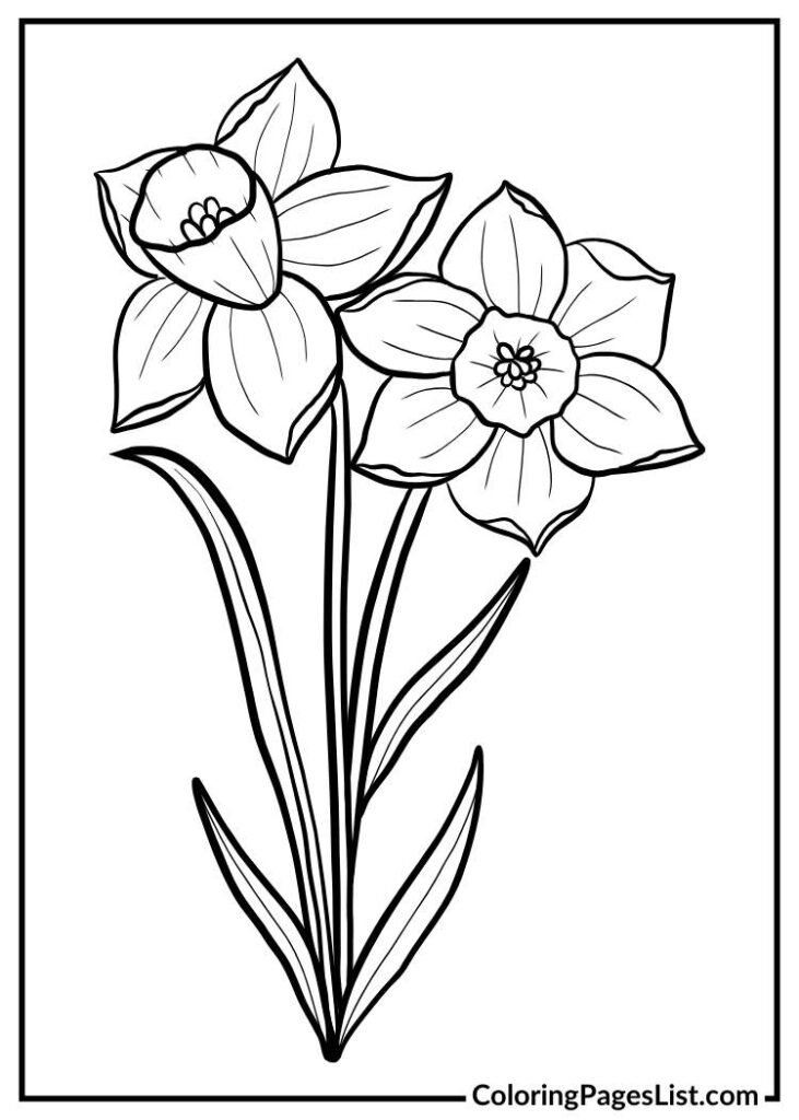 Daffodil Flower Outline coloring page