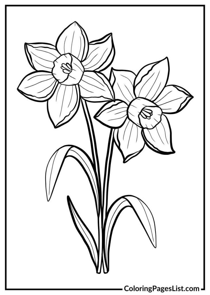 Daffodil Illustration coloring page