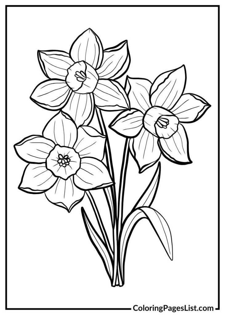 Daffodil Flowers Illustration