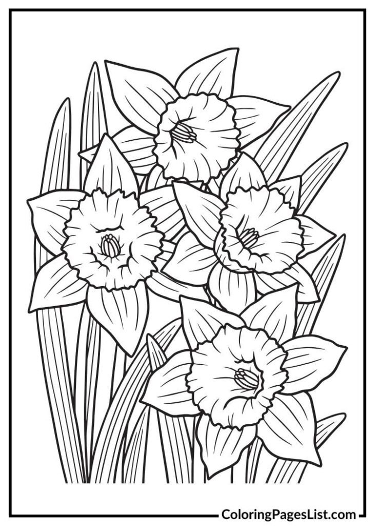 Two Daffodil flowers for coloring