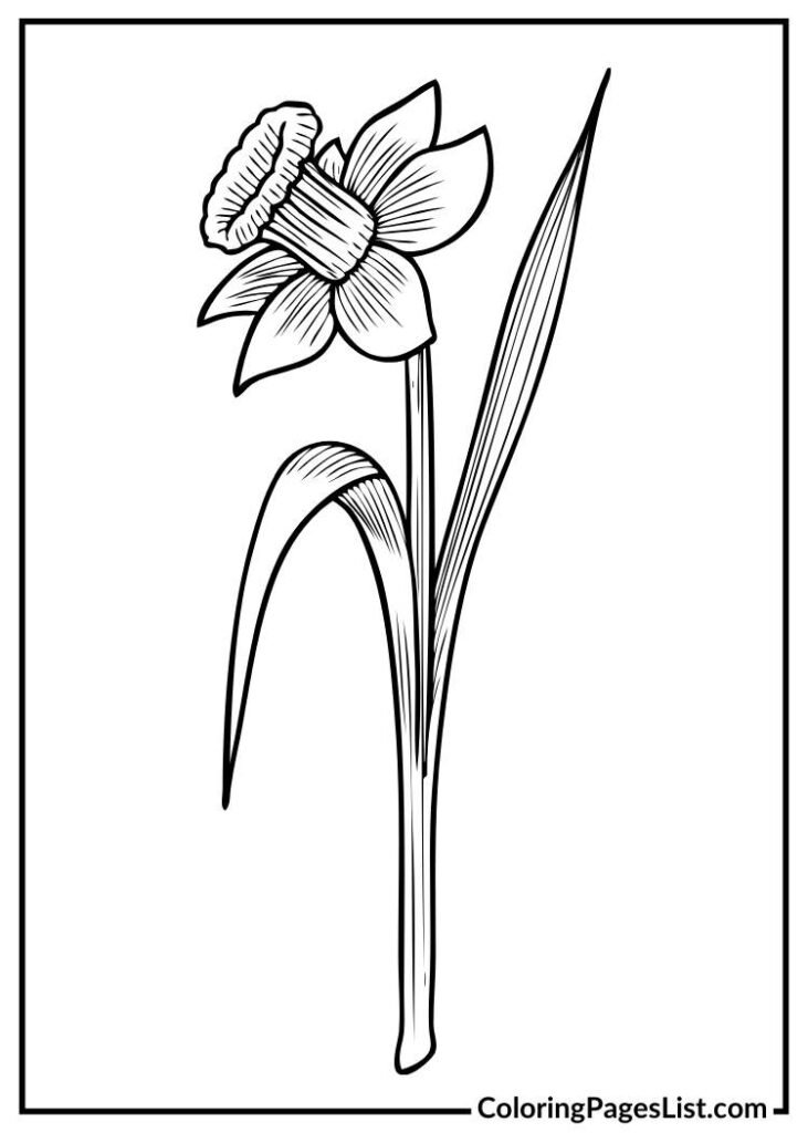 Unique Daffodil coloring sheet