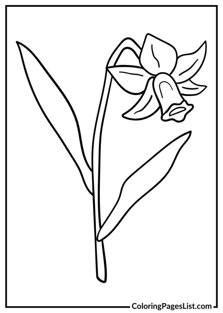 Beautiful Daffodil for kids to color sheet