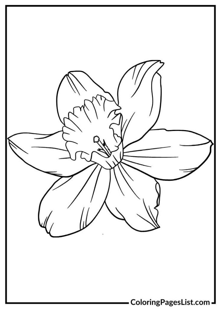 Daffodil coloring page printable