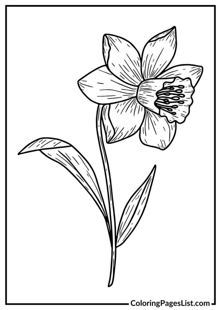 Free Printable Daffodil coloring page