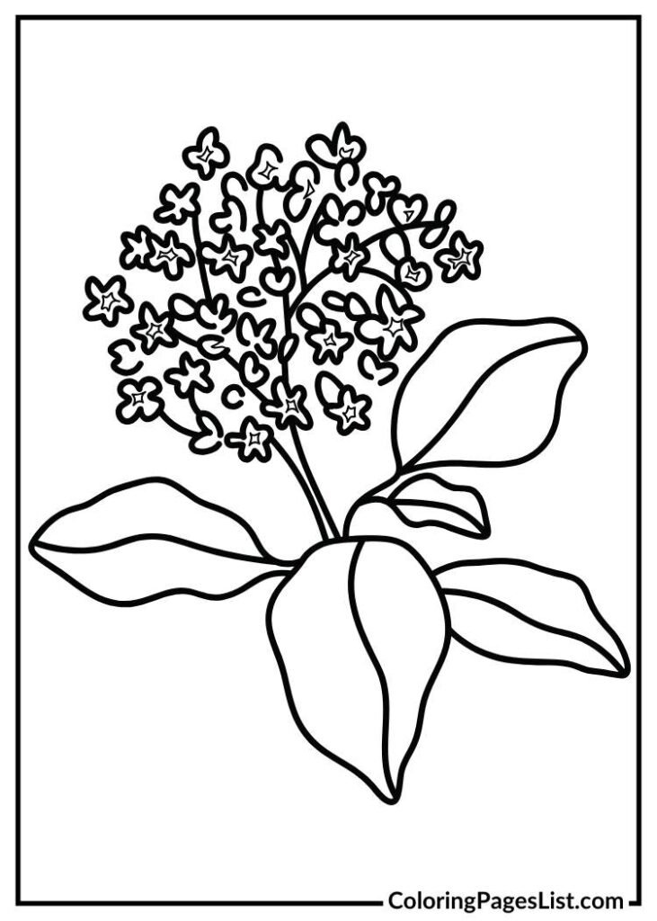 Heliotrope coloring page