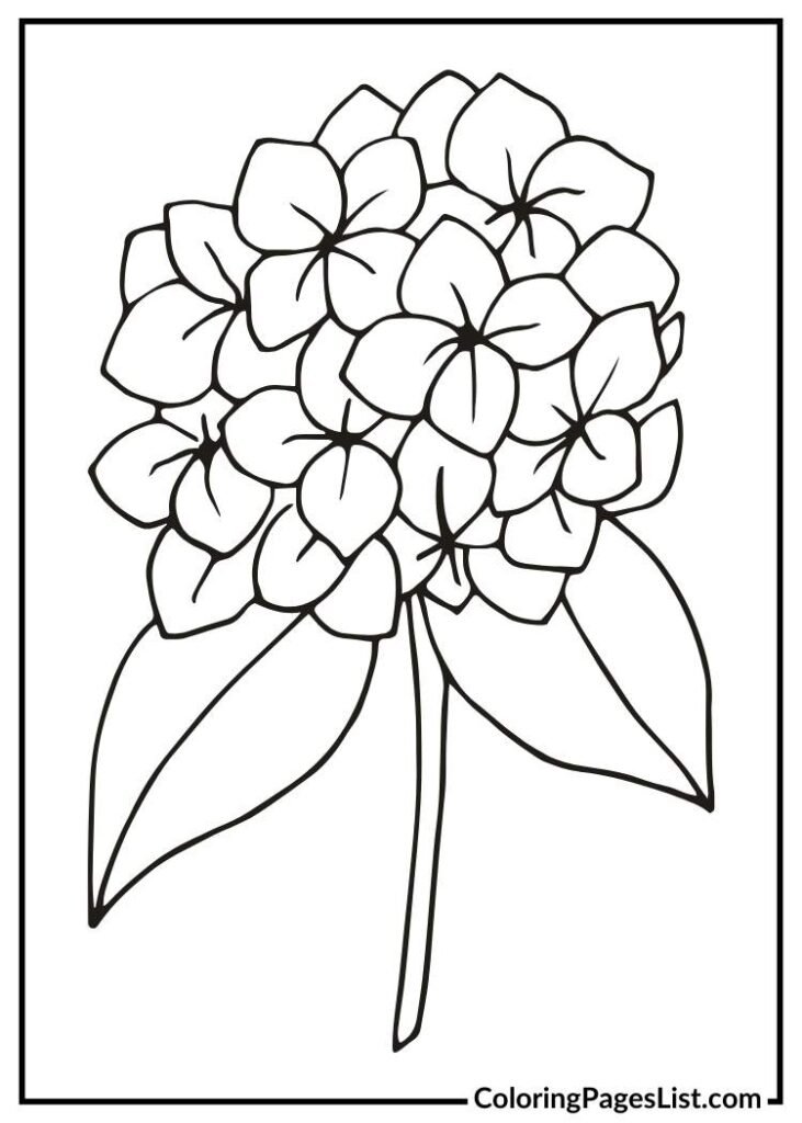 Beautiful Hydrangea coloring page for kids