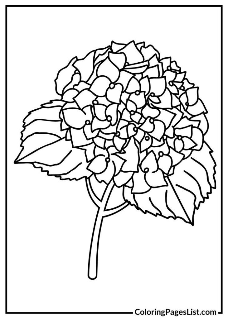 Hydrangea coloring sheet