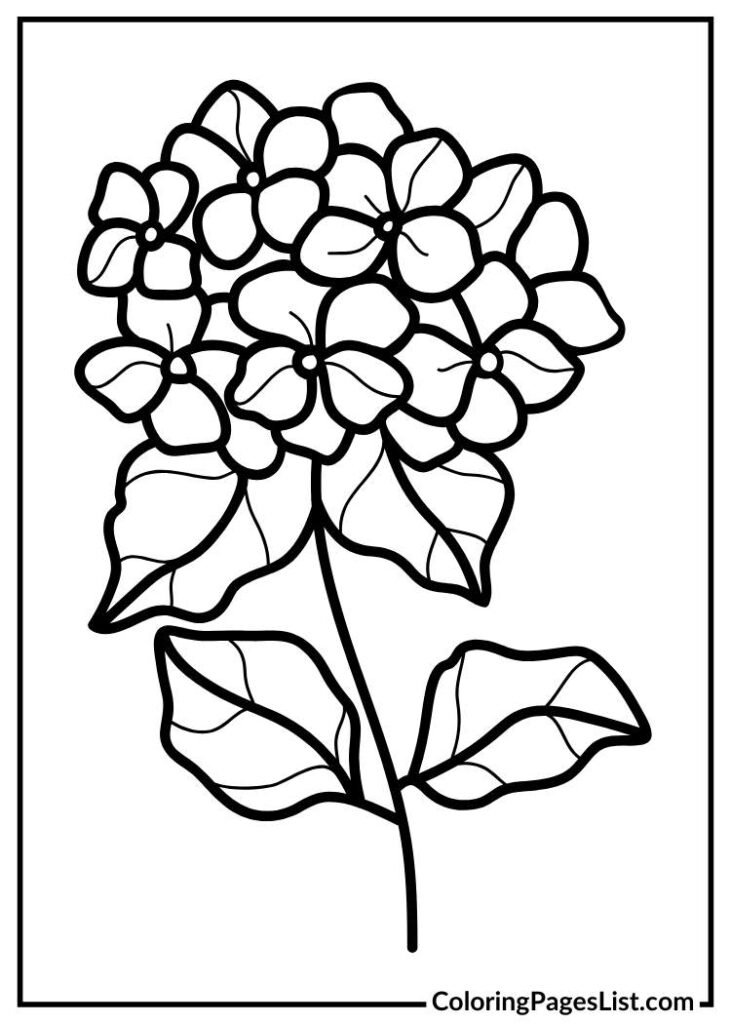 Hydrangea Line Drawing