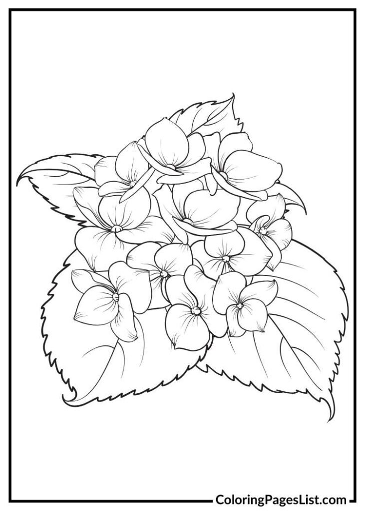 Hydrangea flower with simple lines