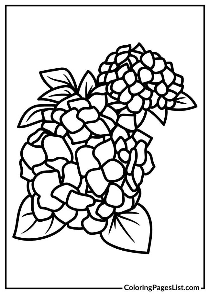 Hydrangea Flower Outline coloring page