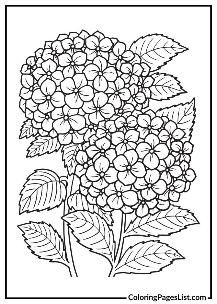 Hydrangea Flowers Illustration