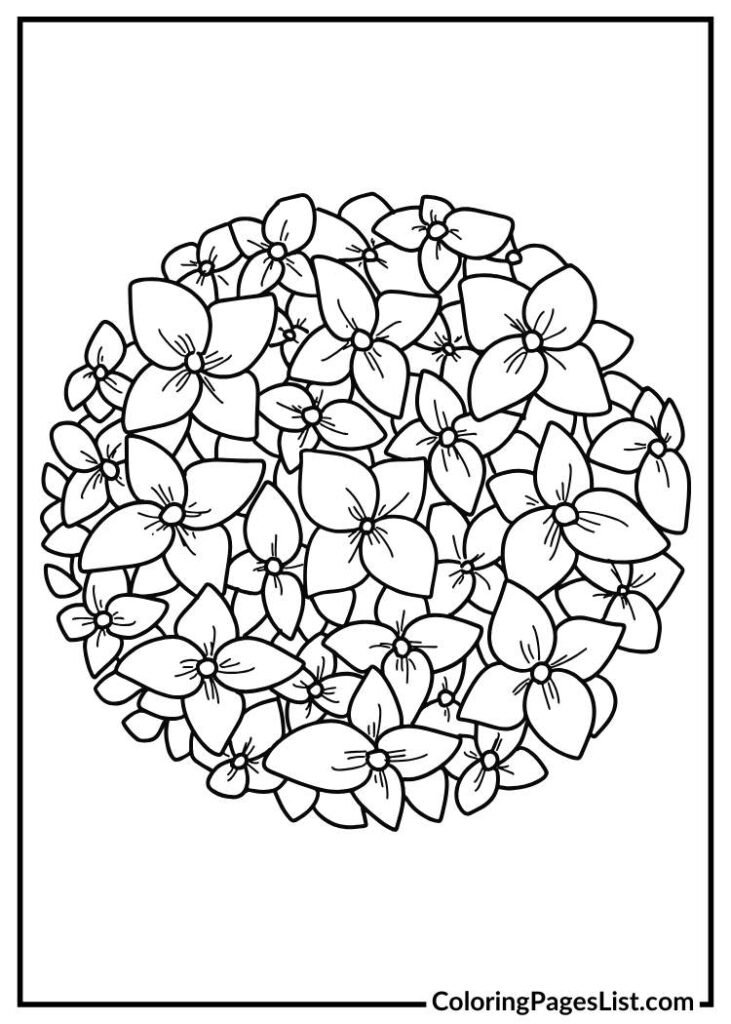 Hydrangea Illustration coloring page