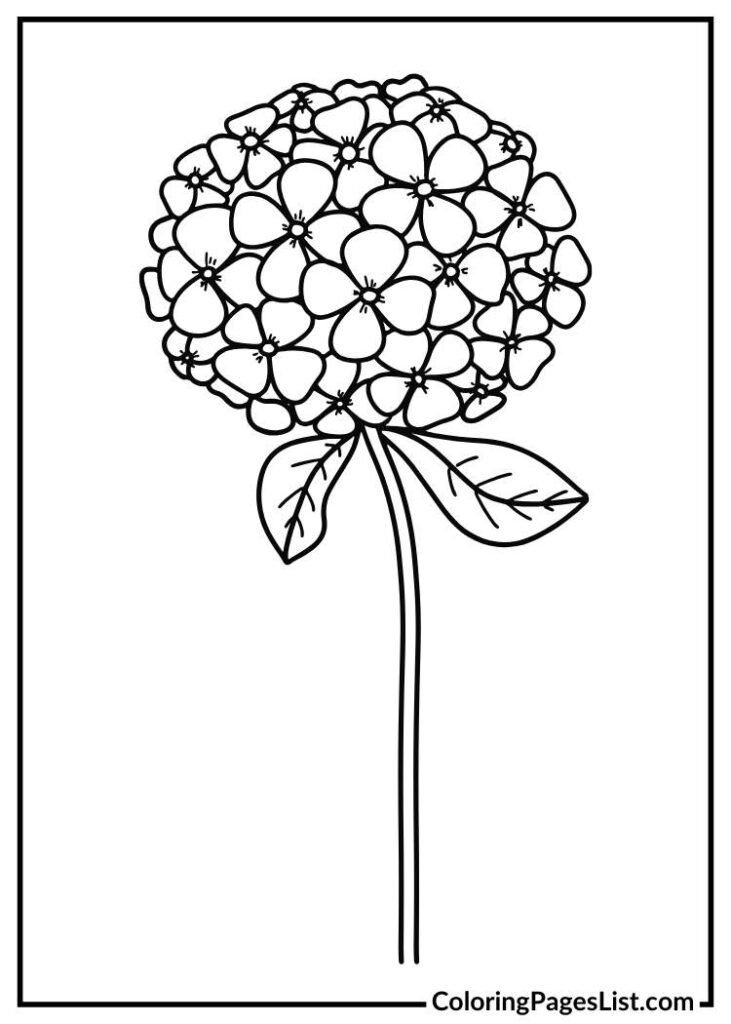 Beautiful Hydrangea for kids to color sheet