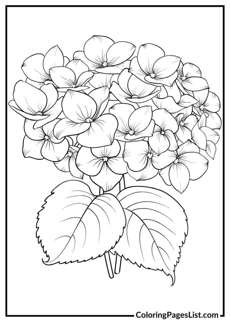 Hydrangea flower