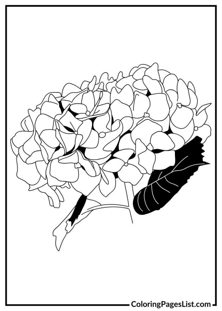 Hand drawn Hydrangea coloring page