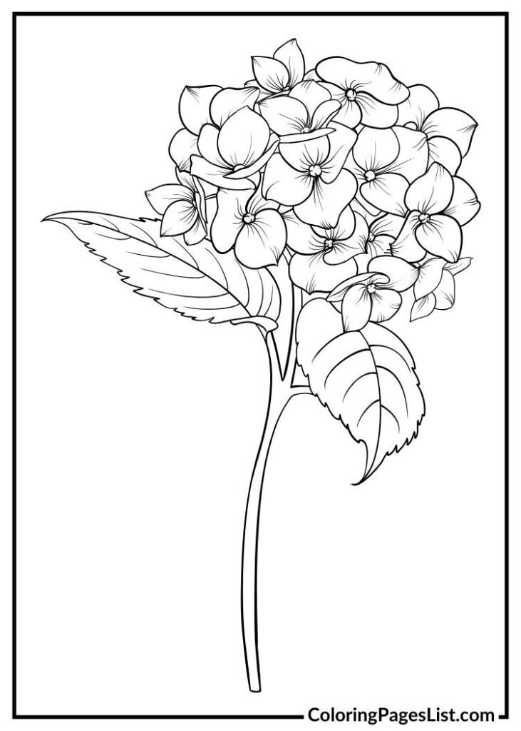 Unique Hydrangea flower coloring page