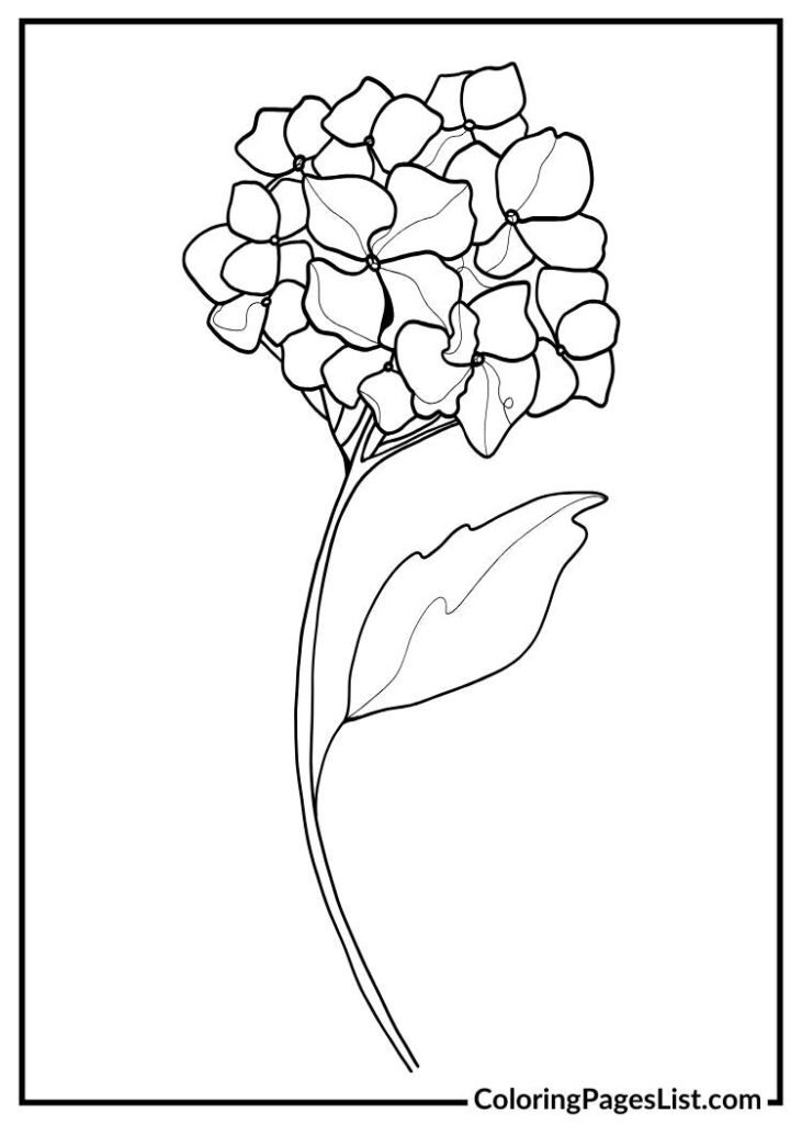 Unique Hydrangea coloring sheet