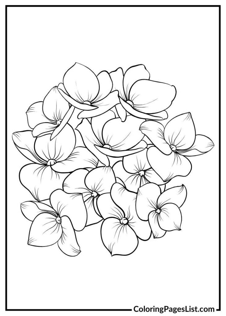 Hydrangea coloring page printable