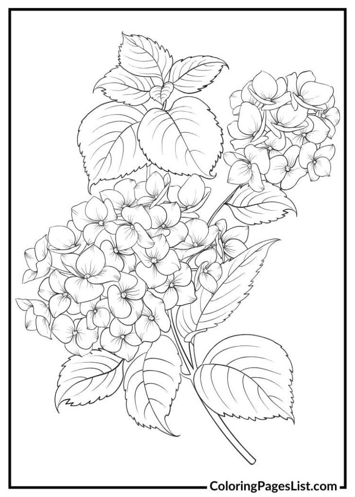 Charming Hydrangea coloring picture