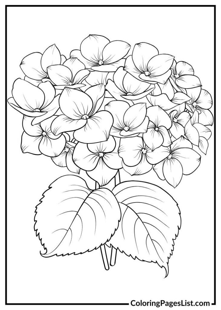 Hydrangea flower coloring page