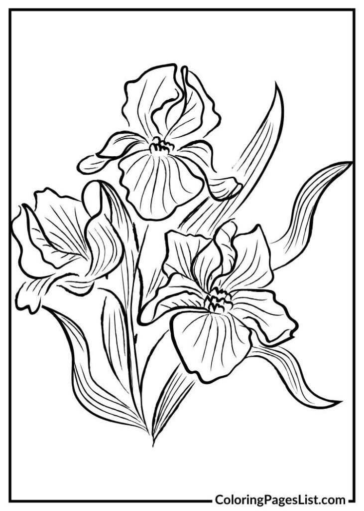 Iris coloring page