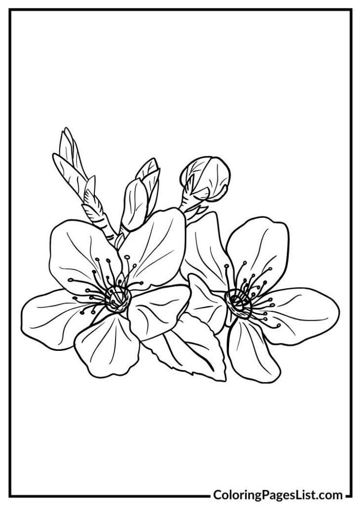 Simple Jasmine coloring page