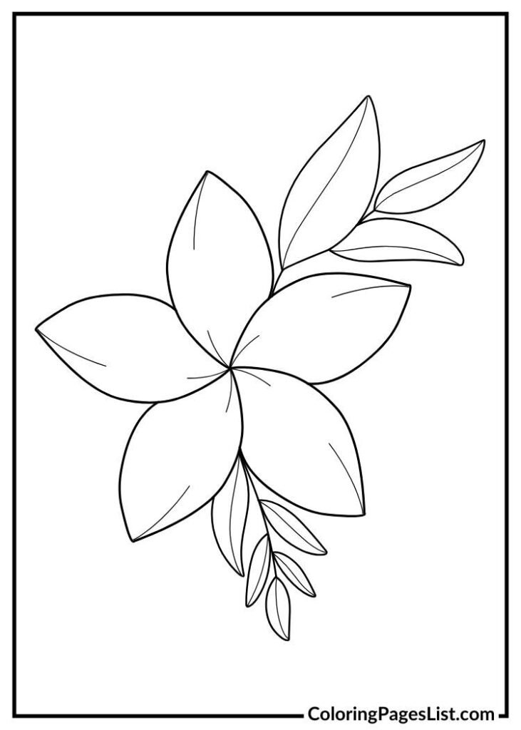 Jasmine Flower Outline coloring page