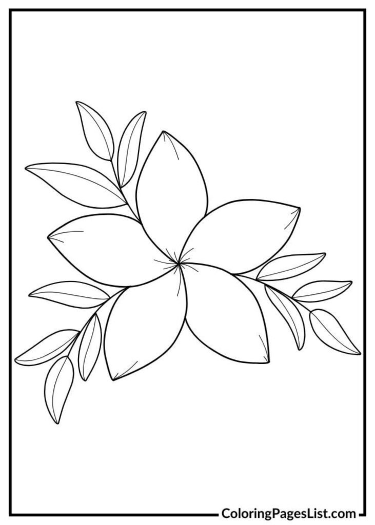 Jasmine Flowers Illustration