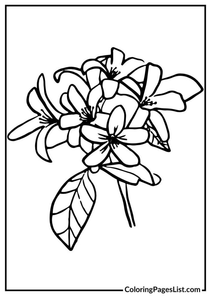 Jasmine Coloring Page for Adults