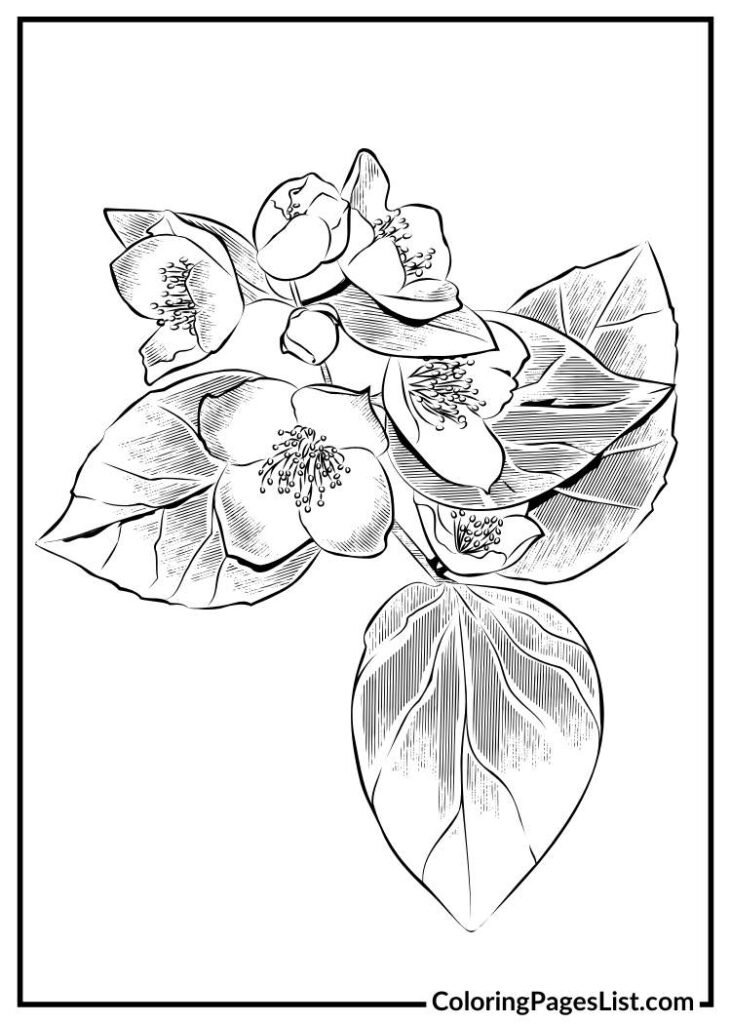 Unique Jasmine flower coloring page