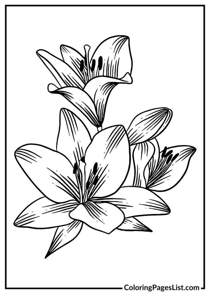 Lily coloring sheet