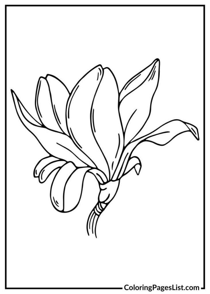 Beautiful Magnolia coloring page for kids