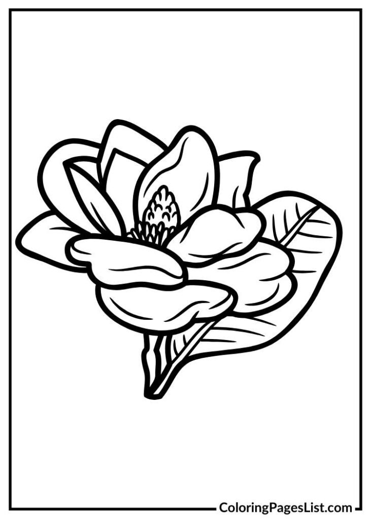 Magnolia Line Drawing