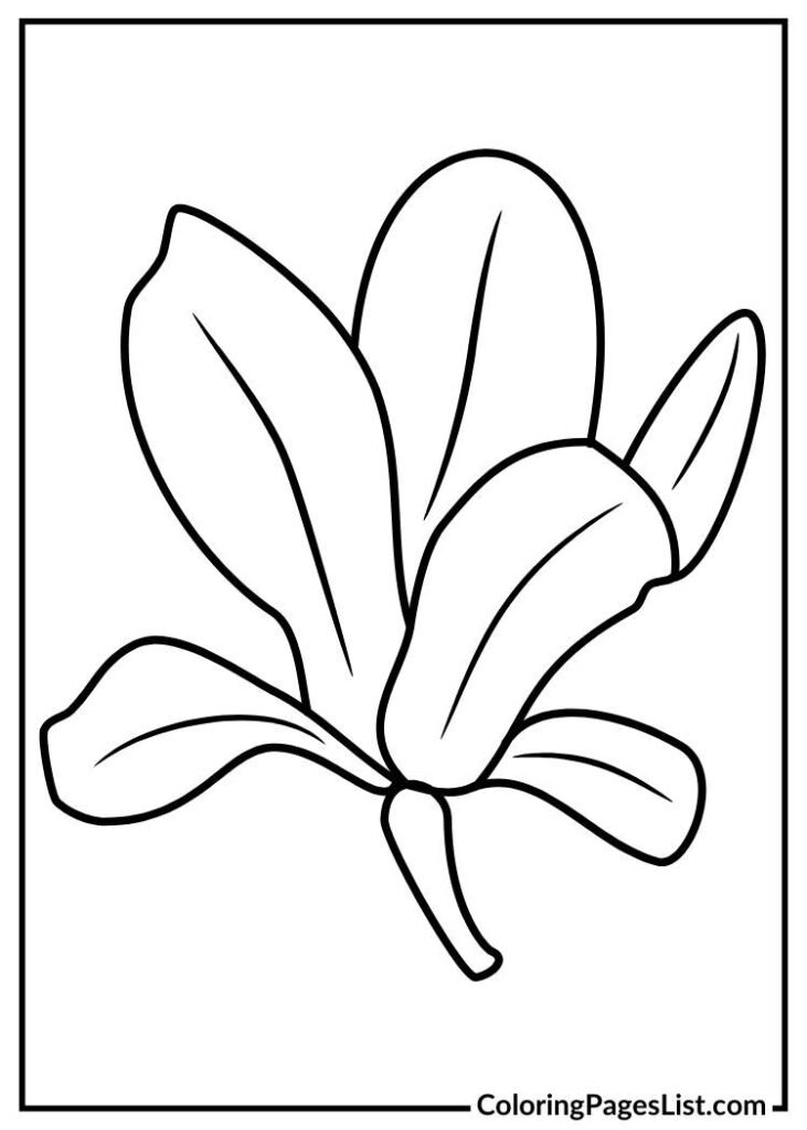 Magnolia flower with simple lines