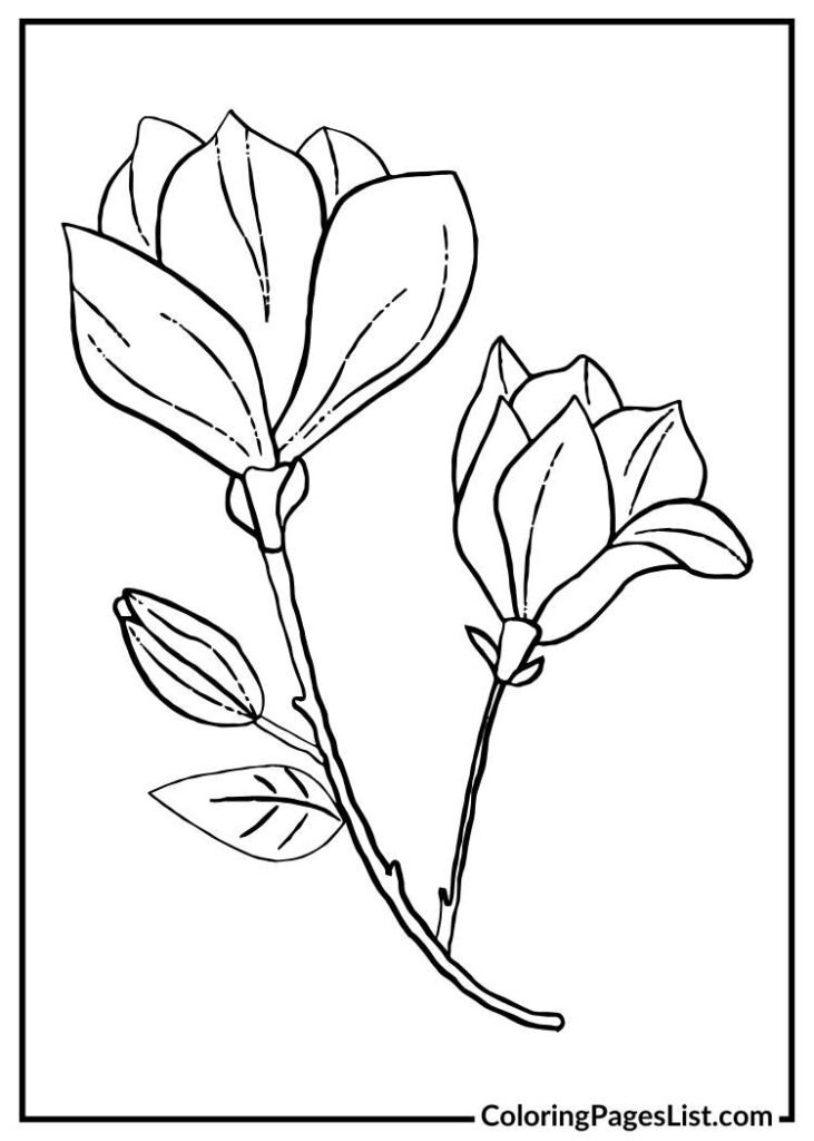 Magnolia Flower Outline coloring page