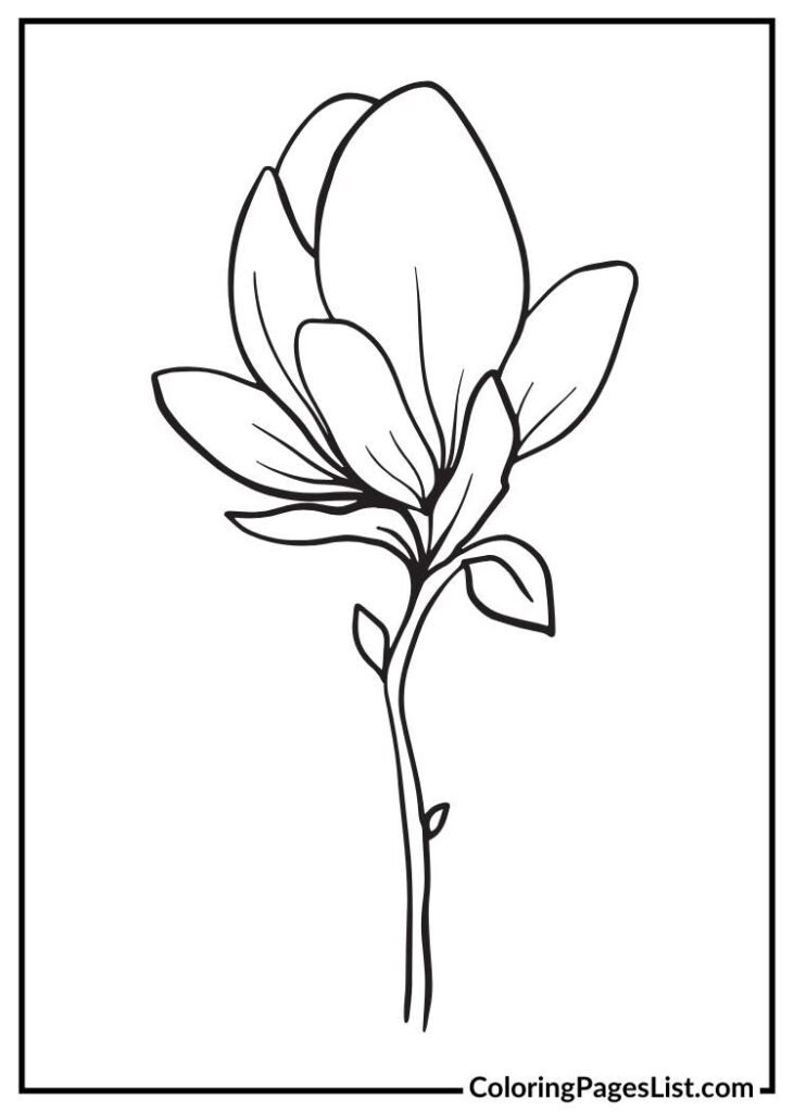 Magnolia Illustration coloring page