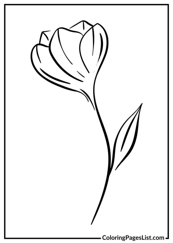 Two Magnolia flowers for coloring