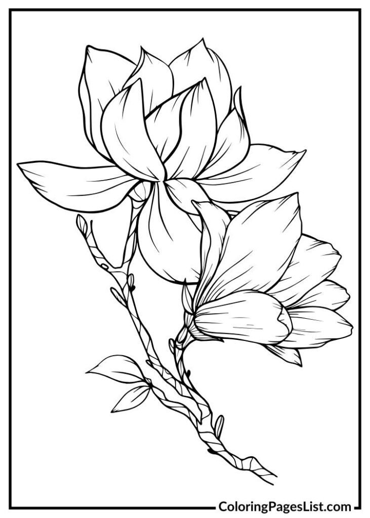 Hand drawn Magnolia coloring page