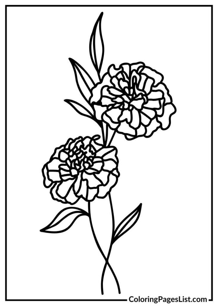 Marigold flower coloring page