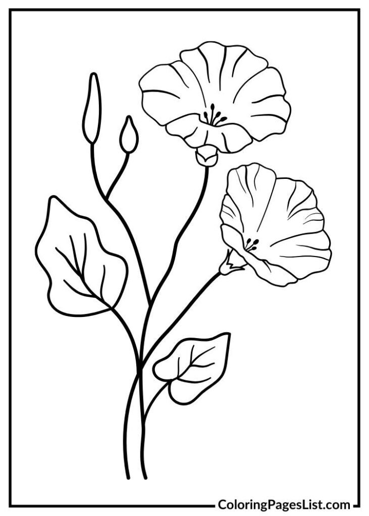 Simple Morning Glory coloring page