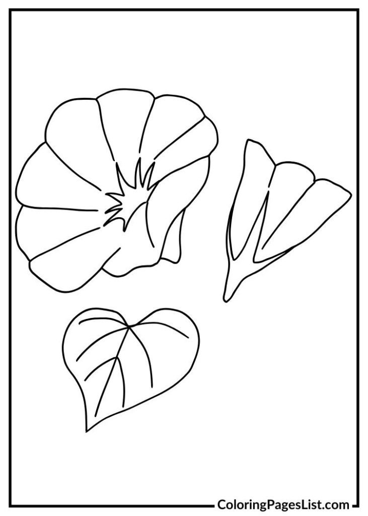 Free Printable Morning Glory coloring page