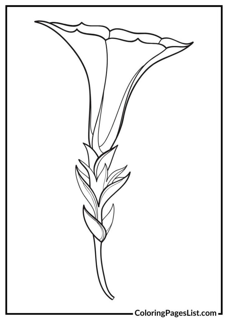 Morning Glory coloring sheet for kids