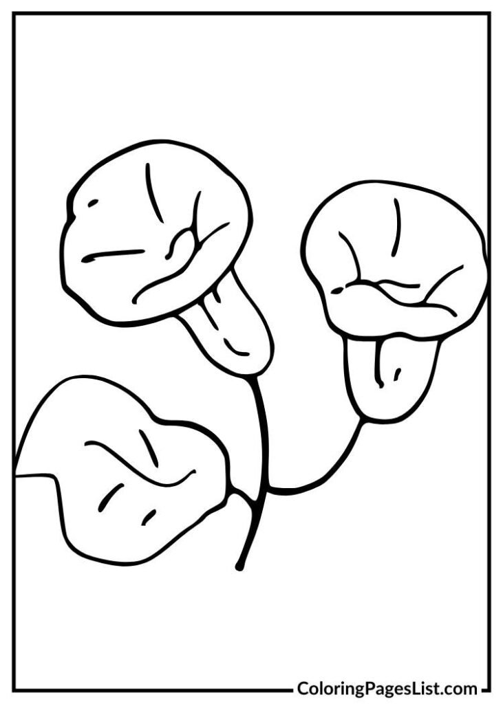 Hand drawn Morning Glory coloring page