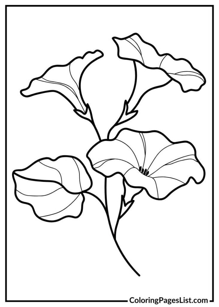 Morning Glory coloring page