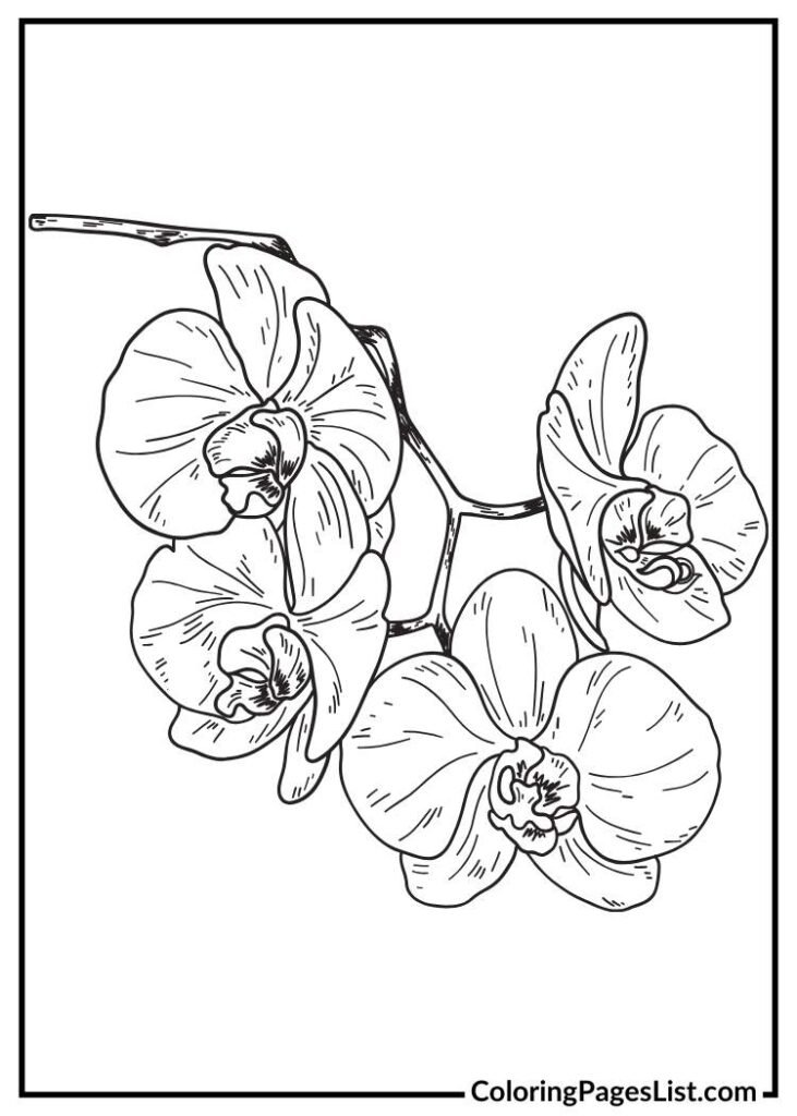 Hand drawn Orchid coloring page