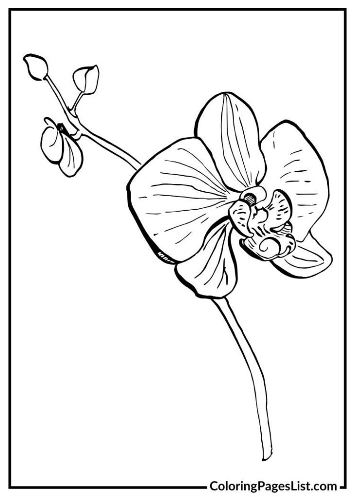 Charming Orchid coloring picture